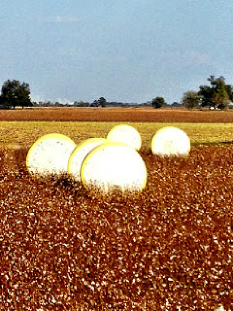 Round Cotton Bales