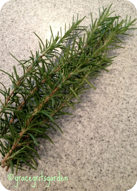 rosemary infused olive oil - great gift idea