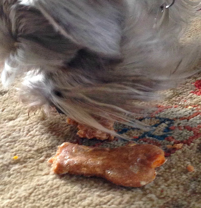 Lucy enjoying her homemade dog treat