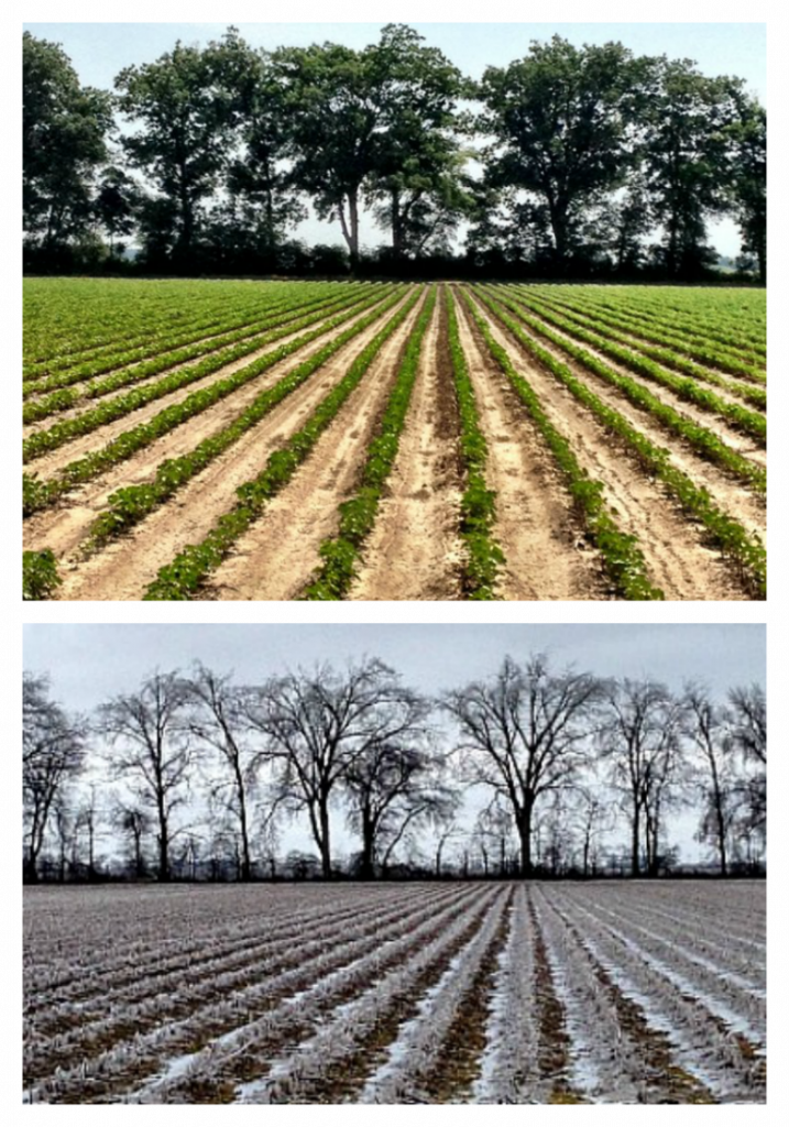 The Poetry of Farm Trees grace grits and gardening