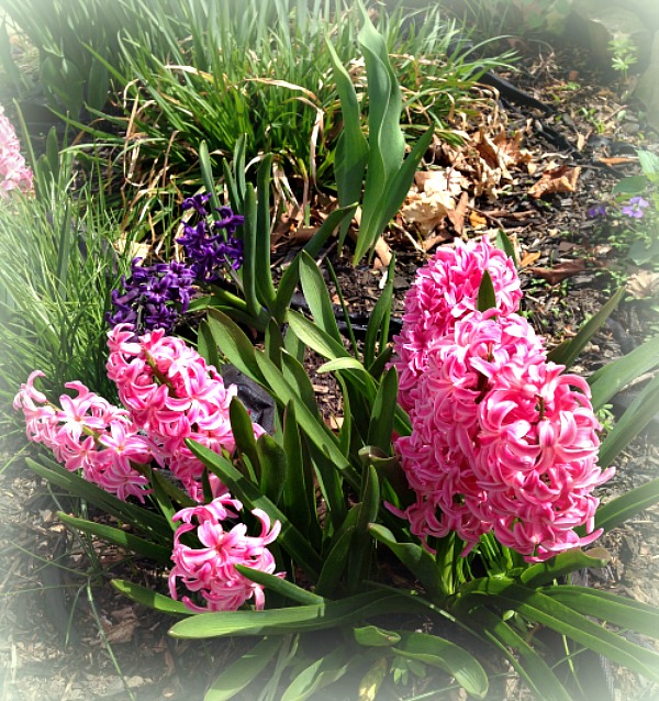 pink hyacinth in eureka springs