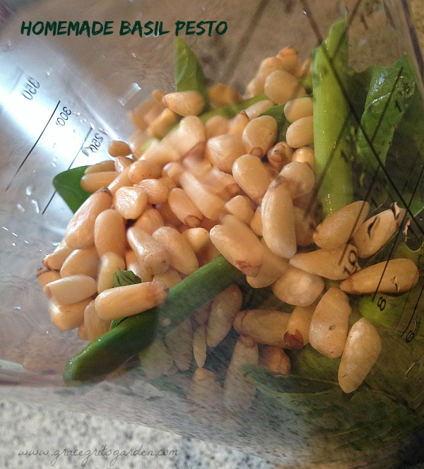making basil pesto with garlic scapes