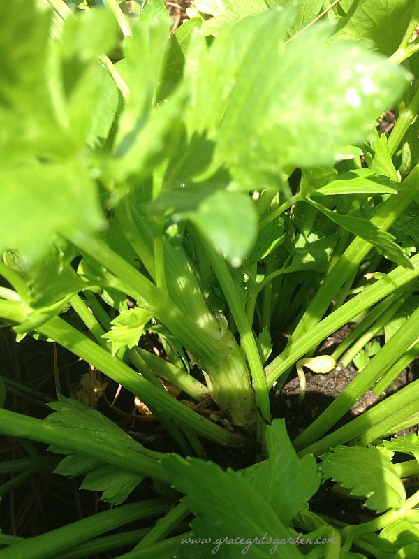 growing celery!