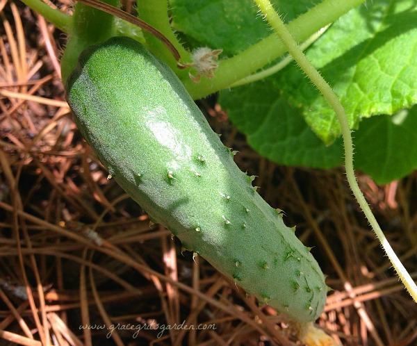 cucumbers in my community garden plot:) yay.