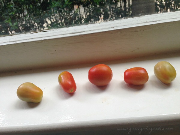 My first tomato harvest