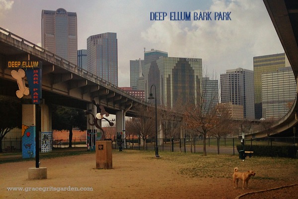 Deep Ellum Bark Park, six blocks from my house