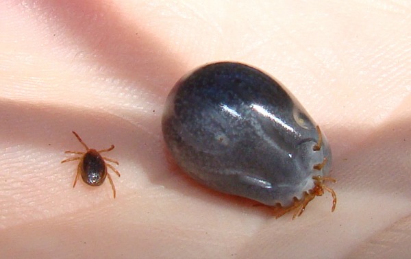 Tick before and after feeding - GROSS