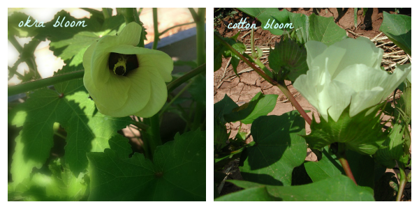 okra and cotton blooms