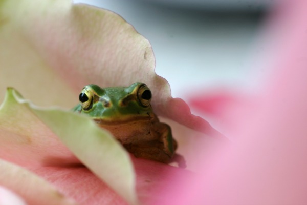 frog and flower (morgueFile)