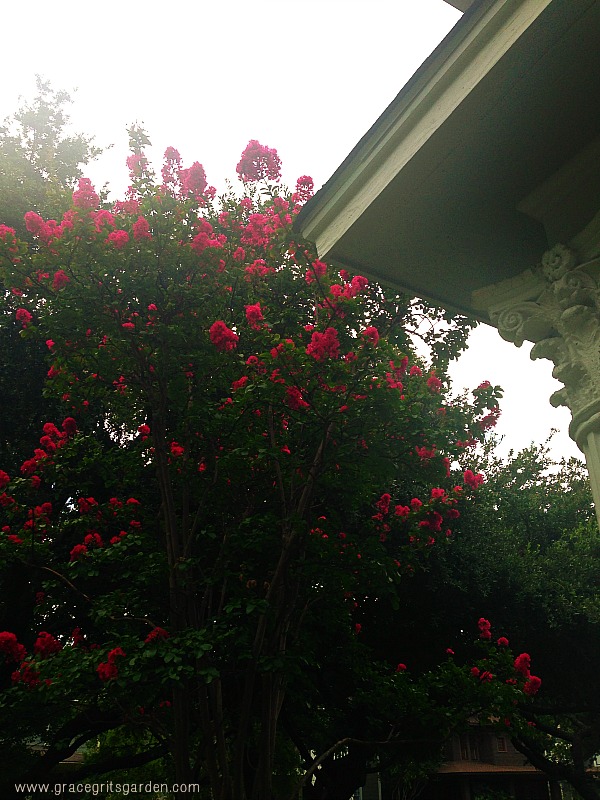 our crepe myrtle