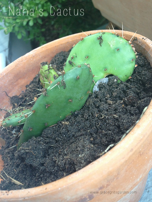 Nana's Cactus
