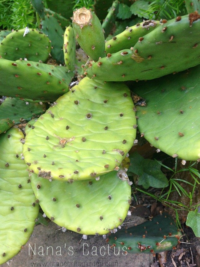 Nana's Cactus