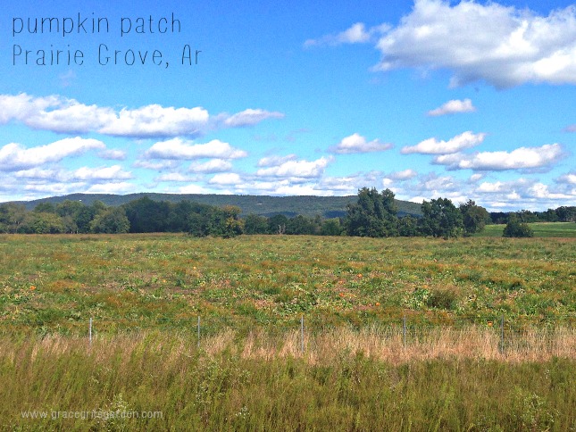 Prairie grove pumpkin patch - Simple pleasures