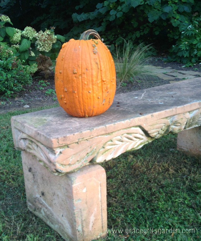 lone pumpkin on bench