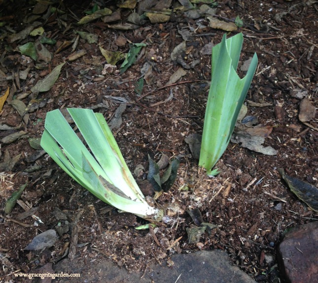 planting iris - simple pleasures