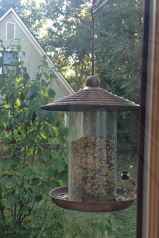 after a week in the new house, the birds found our feeder!