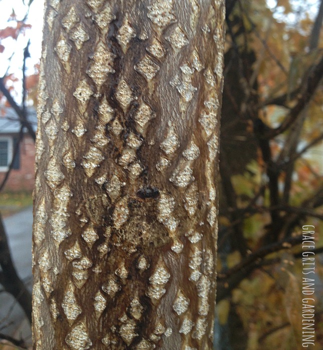 tree bark - diamond pattern