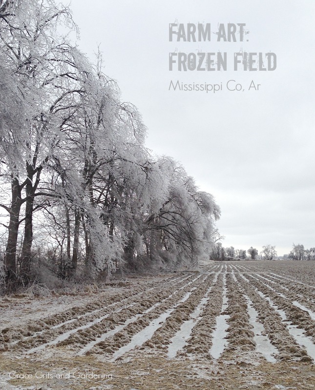 Farm Art Friday - Frozen Field, Grace Grits and Gardening