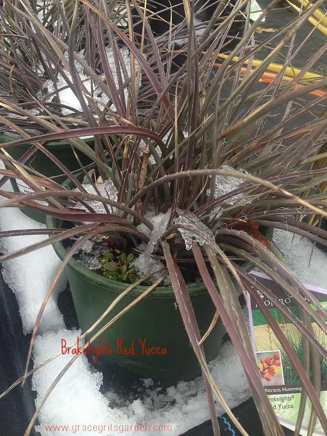 Monrovia Brakelights Red Yucca - water wise, hearty with interesting foliage!