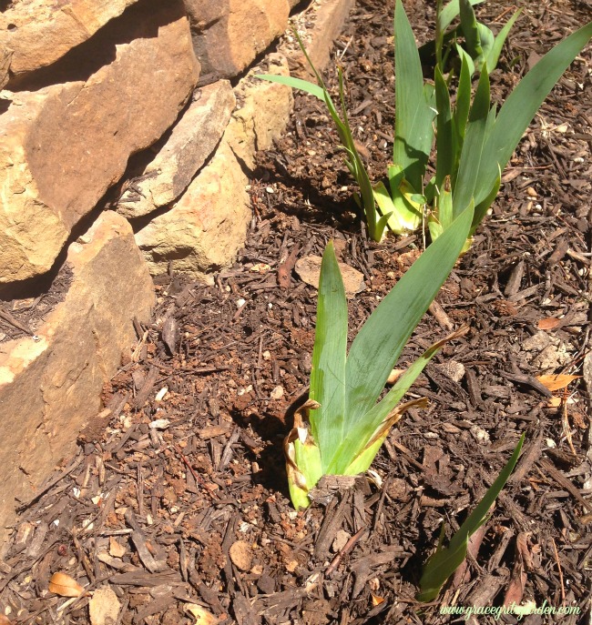 Planting Iris