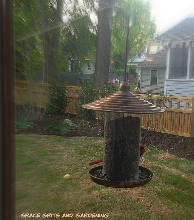 cardinal in the backyard