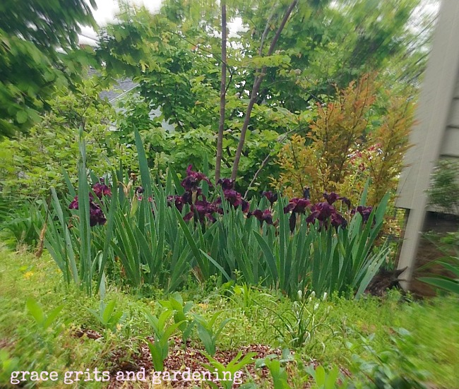 Deep purple iris, Fayetteville