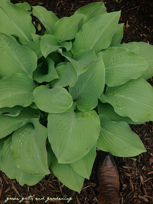 giant hosta & Lucchese boots