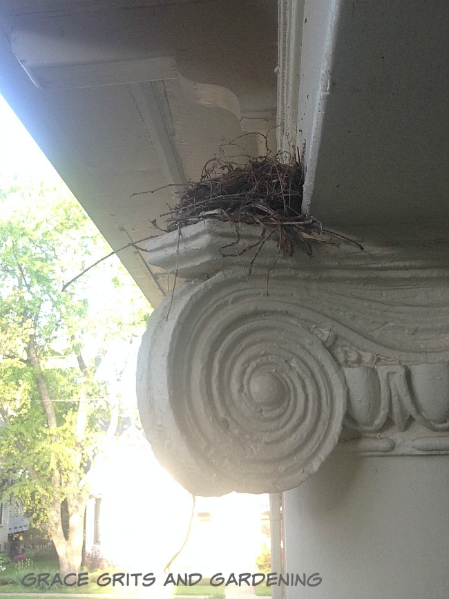 nest above our front porch column