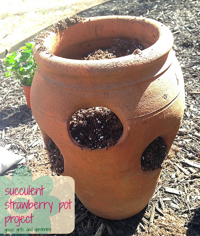 Succulent Strawberry Pot
