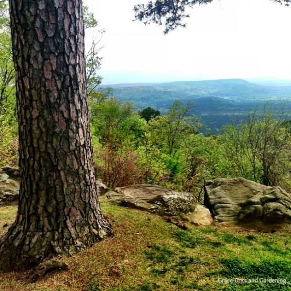 Enchanted Petit Jean Mountain grace grits and gardening