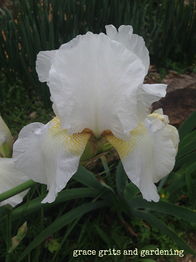 Beautiful White Iris