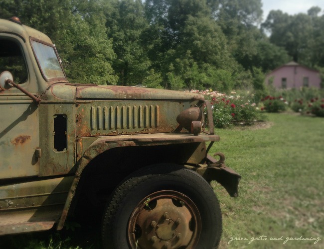 Old truck at the peony farm. The things you see while on a Sunday drive:)