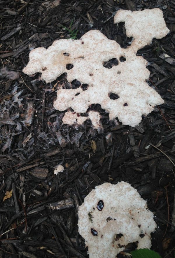 There's slime mold growing in my garden! - grace grits and gardening