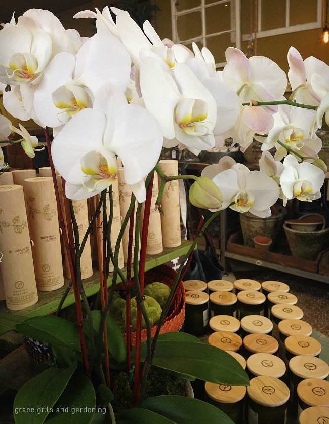 beautiful orchid arrangement at Garden Living