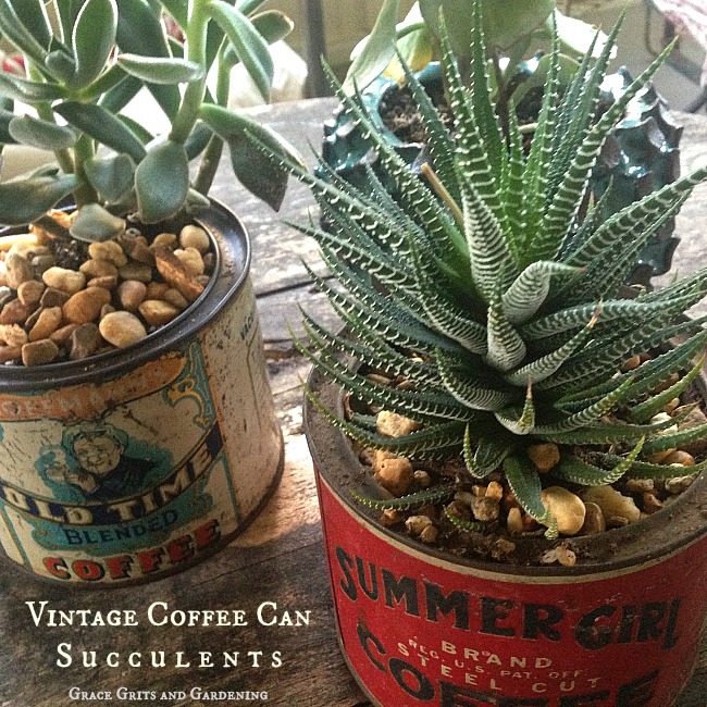 How to - Vintage Coffee Can Succulents