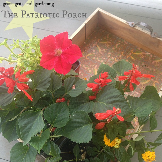 the patriotic porch - red filler plants