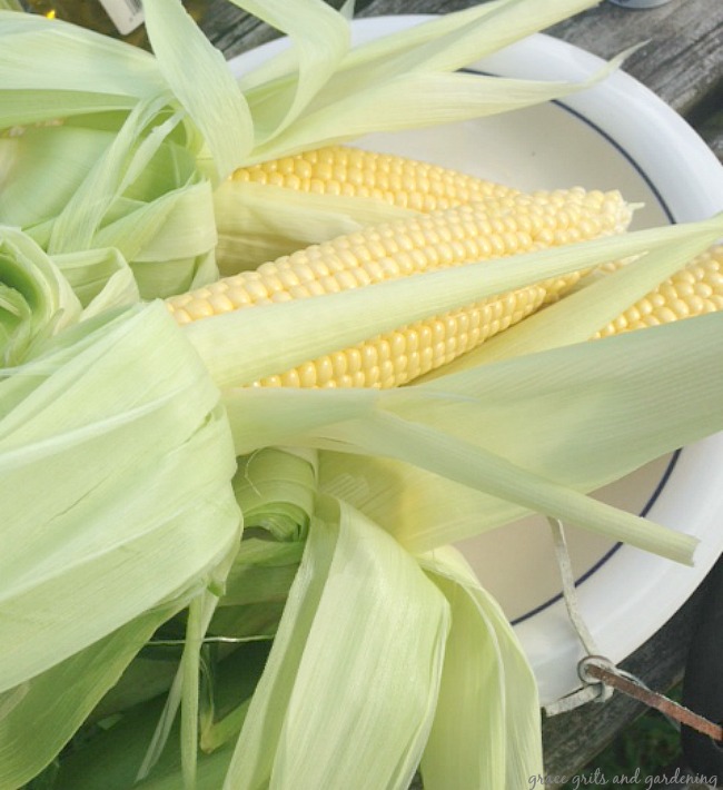 fresh corn for grilling