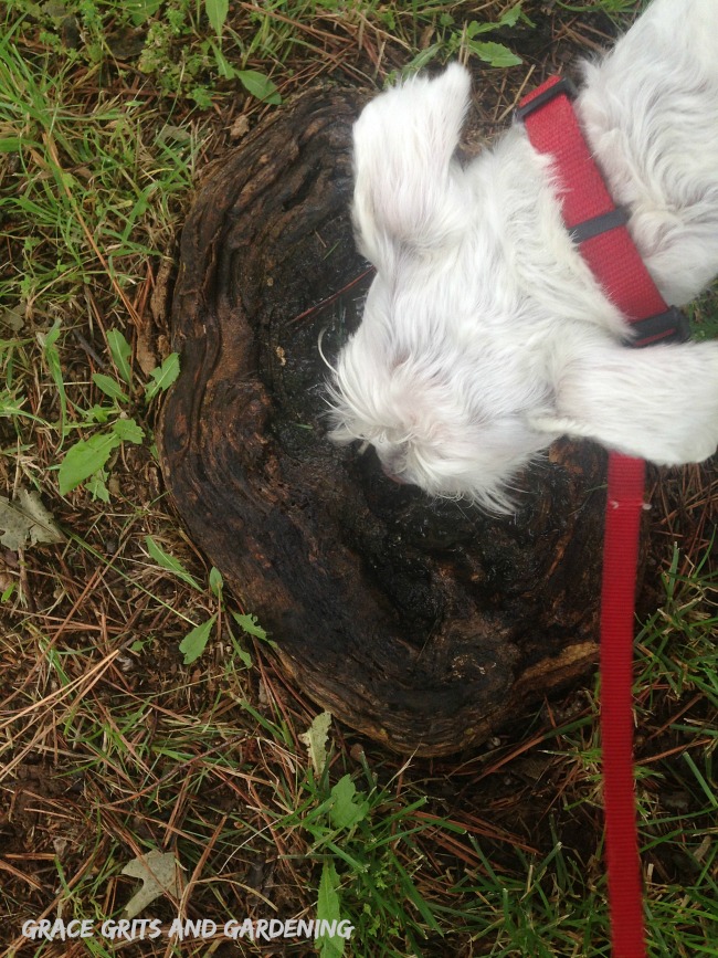 natural dog bowl in tree root