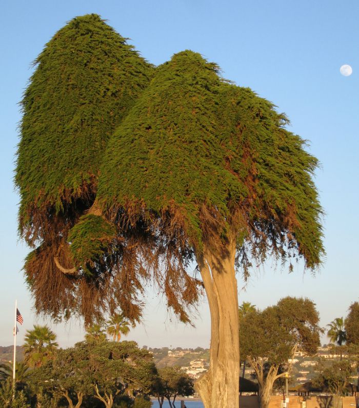Truffula Tree