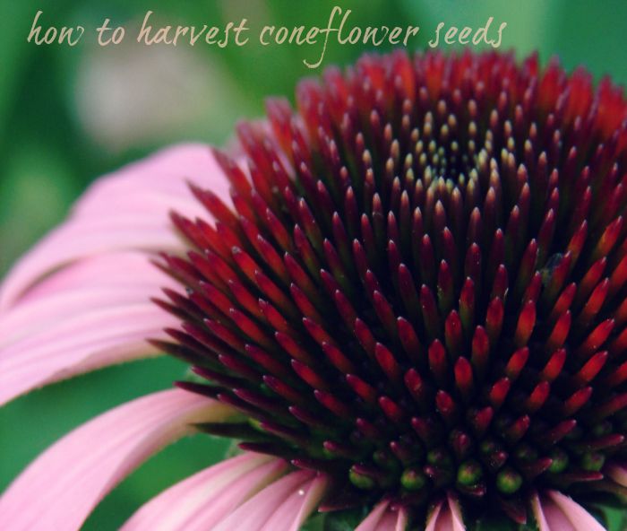 how to harvest coneflower seeds