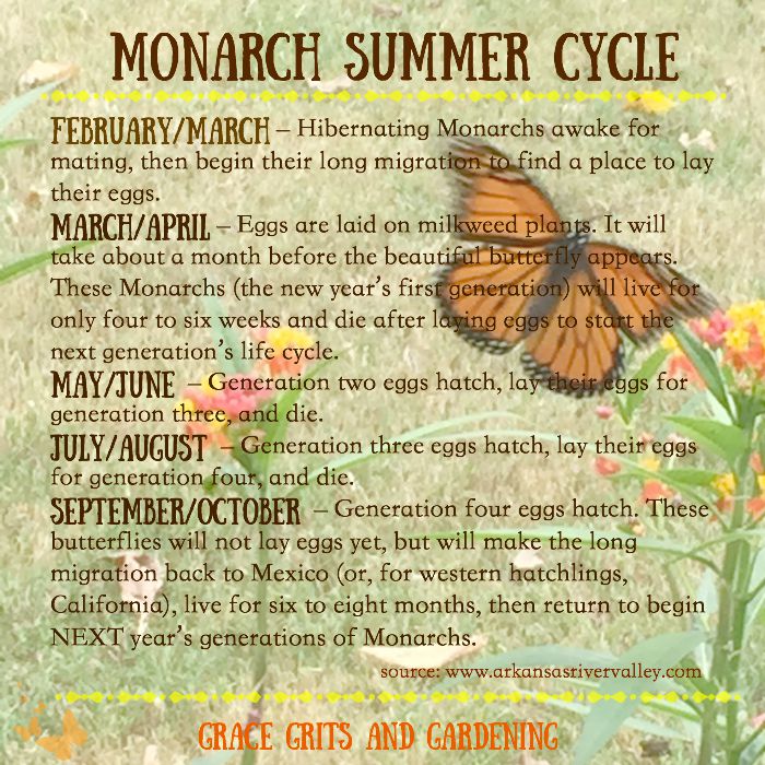 Monarch Summer Cycle