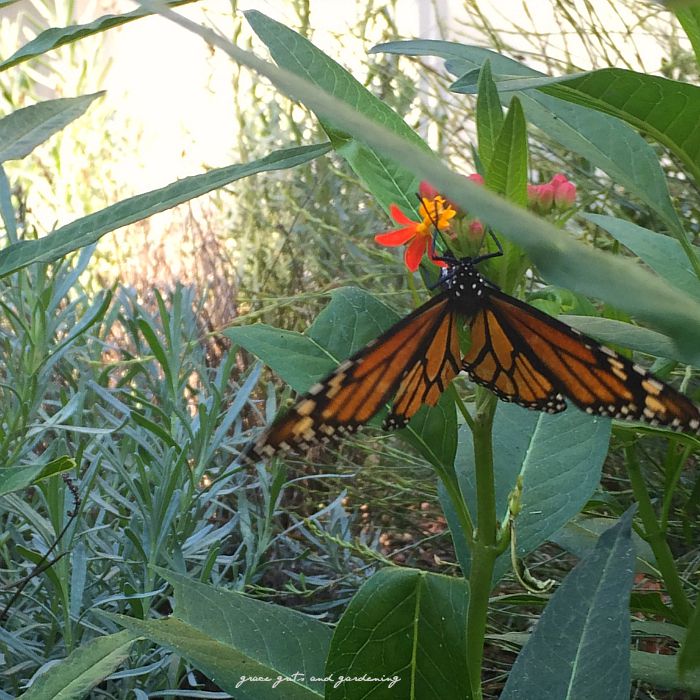 Monarch in our backyard