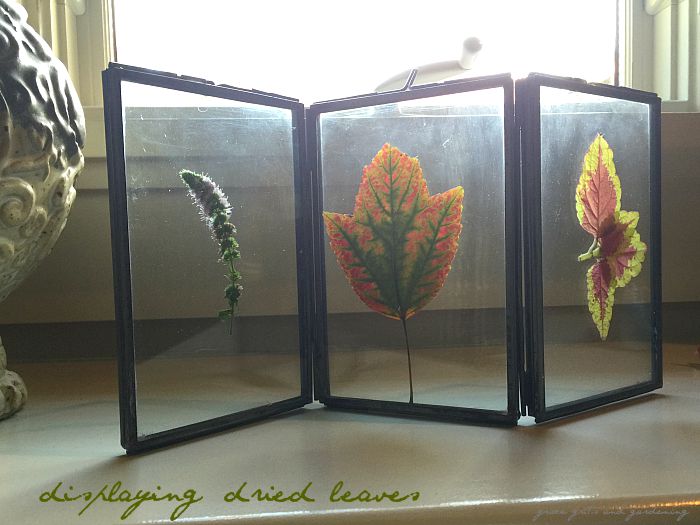 displaying dried leaves