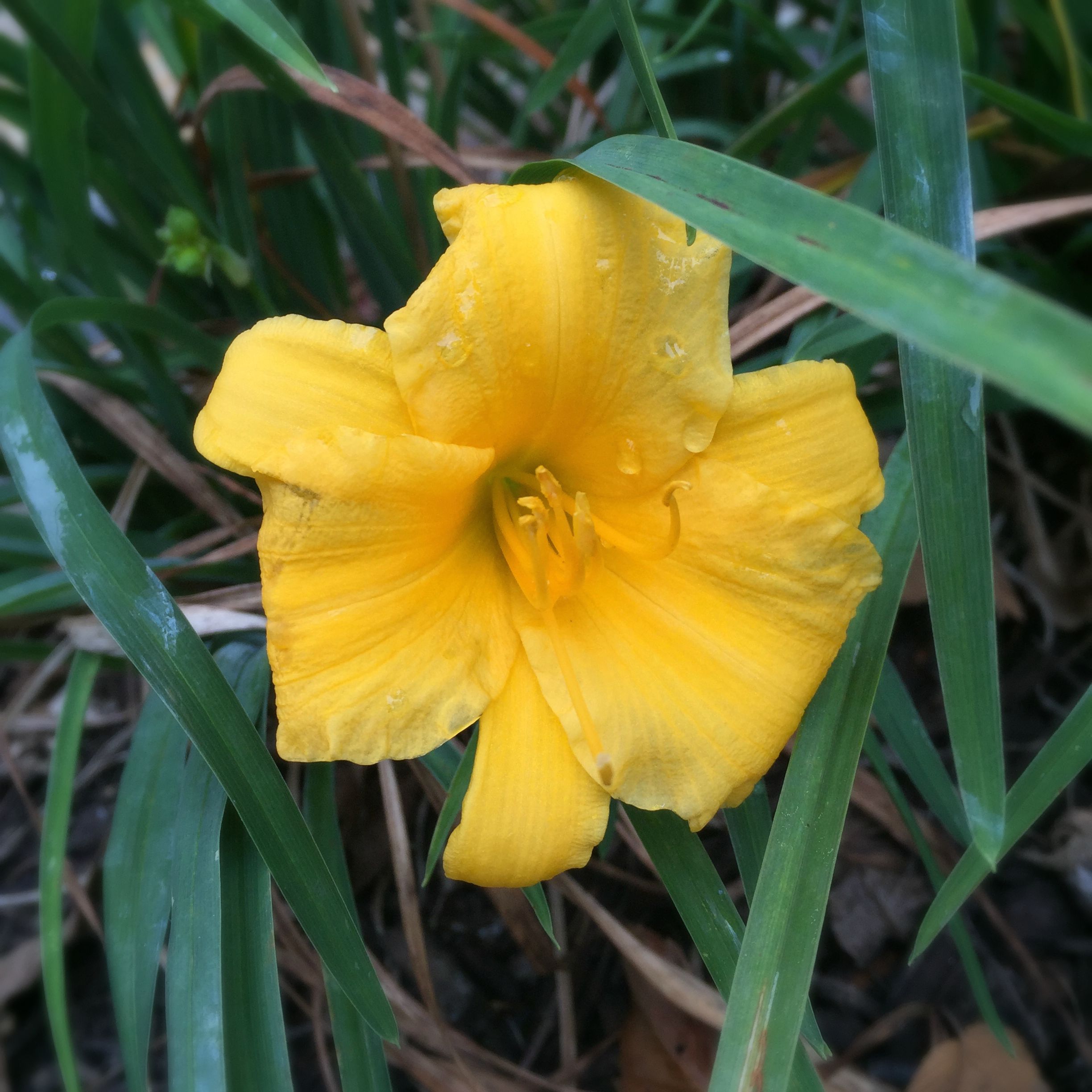 last daylily of the year?