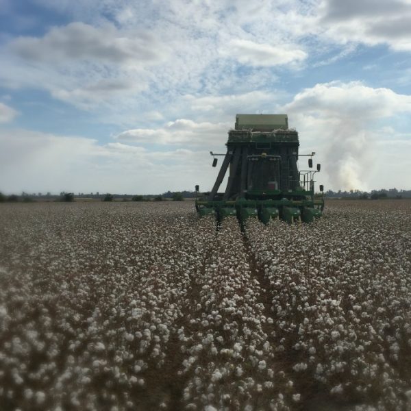 pick a bale of Arkansas cotton grace grits and gardening