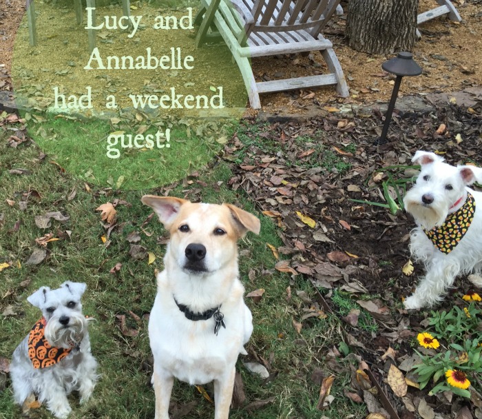 Lucy and Annabelle had a weekend guest.
