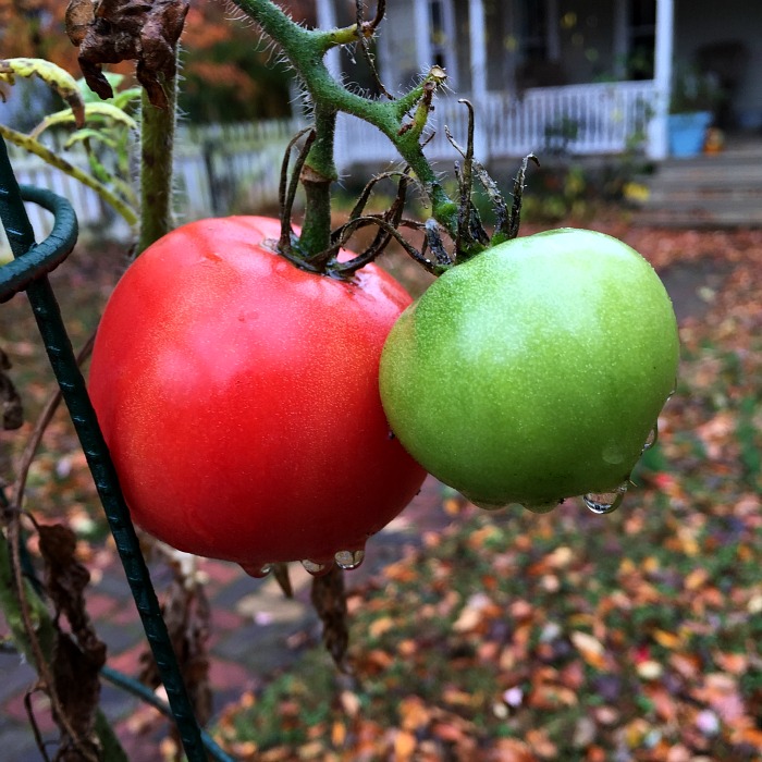 wet tomatoes