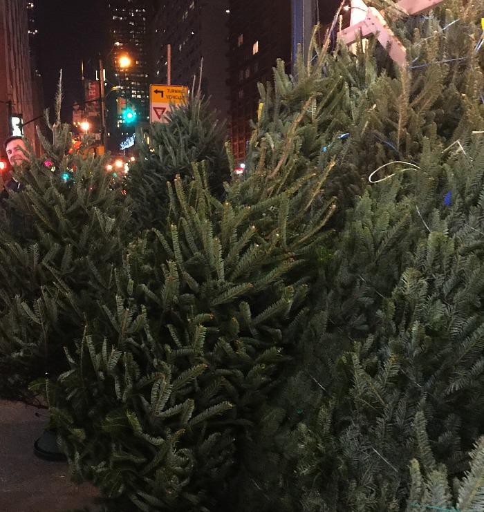 New York City Tree Lot