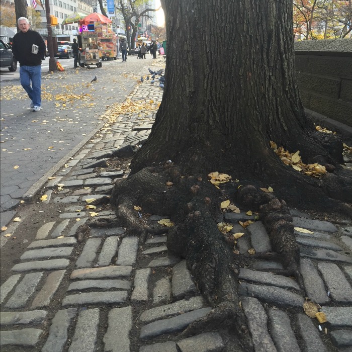 Tree of New York