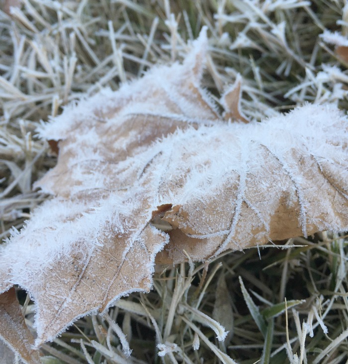 heavy frost
